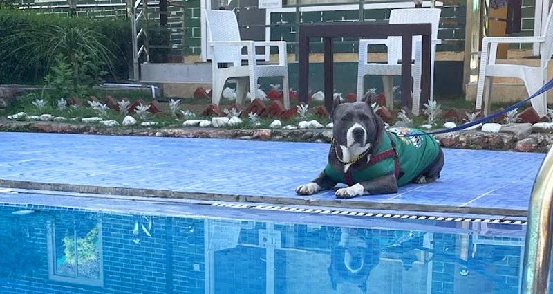Pet Friendly Resort
